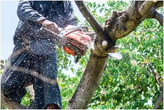 tree services Maple Bluff